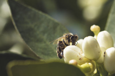 Close-up of bee pollinating flower