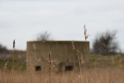 Close-up of plants on field against sky