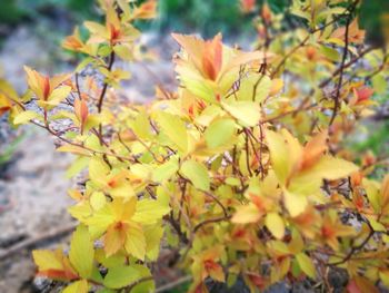 Close-up of yellow flowers