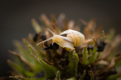 Close-up of flower buds