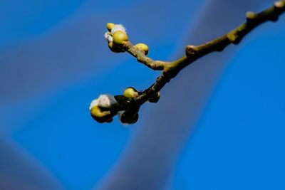 Close-up of fruits against blue sky