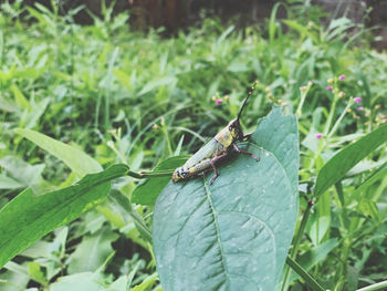 Close-up of insect on leaf