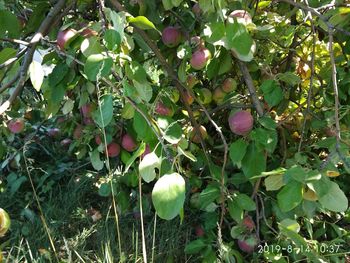 Close-up of fruits growing on tree