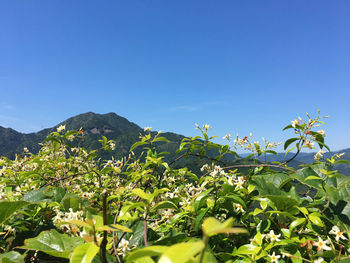 Plants and mountains against clear blue sky