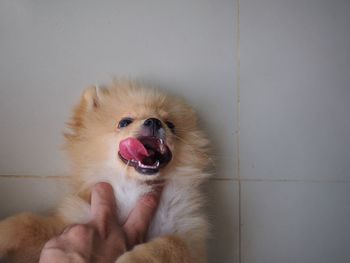 Close-up of dog yawning at home