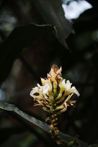 Close-up of white flowering plant
