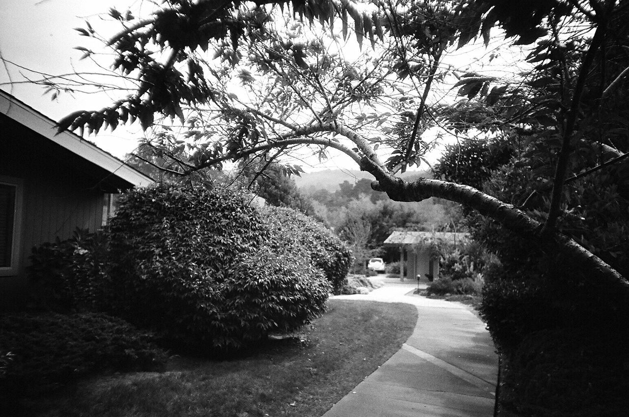 TREES BY WALL