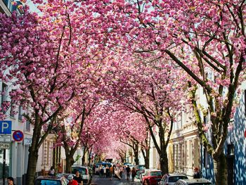 Pink cherry blossom on street in city