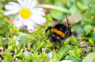 Close-up of bee pollinating on flower