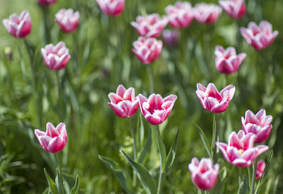 Close-up of pink flowering plants