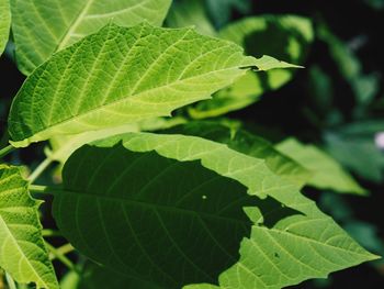 Close-up of green leaves