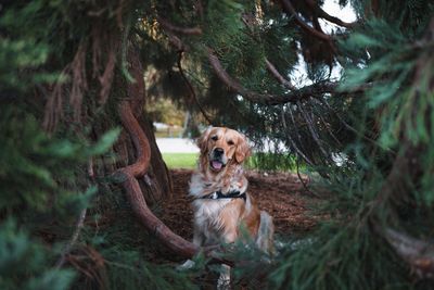 Portrait of dog in forest