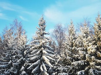 Low angle view of trees against sky during winter