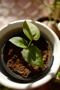 High angle view of potted plant