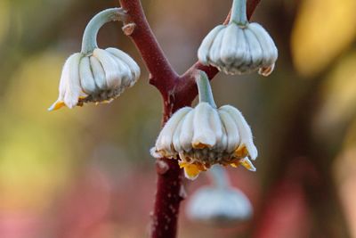 Close-up of wilted flower