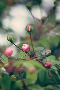 Close-up of pink rose bud