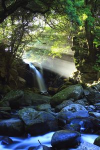 Scenic view of waterfall in forest