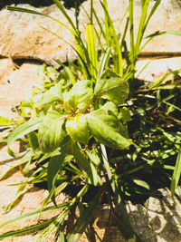 Close-up of plants