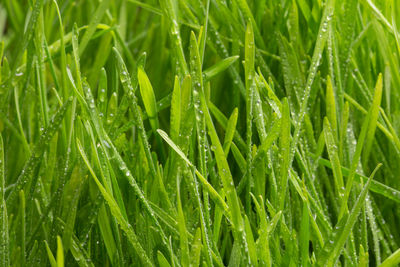 Full frame shot of dew drops on plants