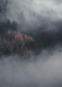 Scenic view of forest against sky