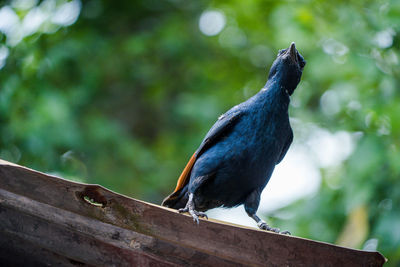 Close-up of bird perching on wood