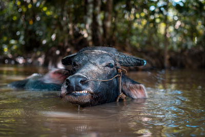 Close-up of buffalo in lake at forest