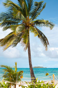 Palm tree by sea against sky