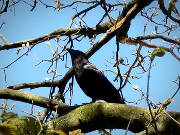 Low angle view of birds perching on branch