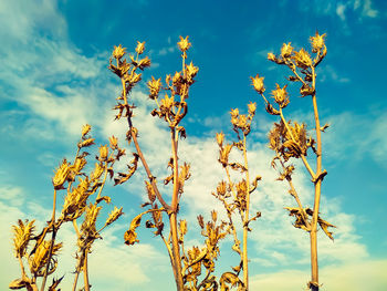 Low angle view of prickly poppy flowering plants against sky