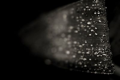 Close-up of water drops on black background