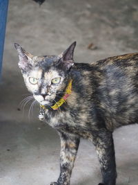 Close-up portrait of tabby cat
