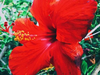 Close-up of red hibiscus flower