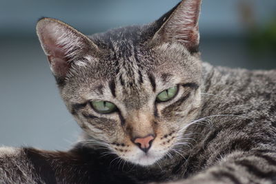 Close-up portrait of a cat