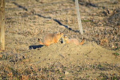 Prairie dog genus cynomys ludovicianus broomfield colorado denver boulder. united states.