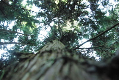 Low angle view of tree in forest