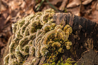 Close-up of tree trunk