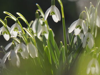 Close-up of white flowering plants on field