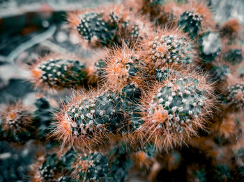 Close-up of cactus plant