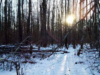 Trees in forest during winter