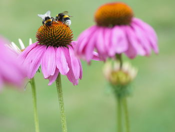 Close-up of bee pollinating on pink flower