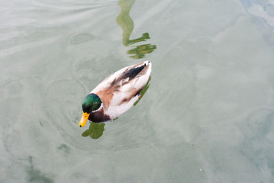 High angle view of duck swimming in lake