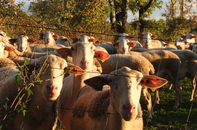 Cows on tree