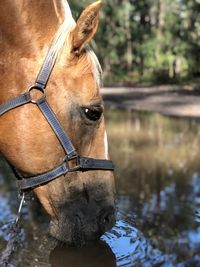 Close-up of horse in water