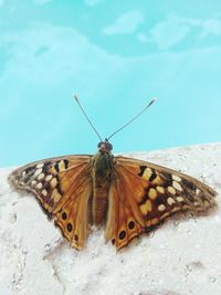 Close-up of butterfly perching on leaf