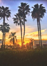 Silhouette of palm trees at sunset