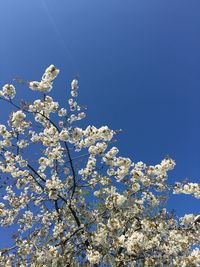 Low angle view of apple blossoms in spring