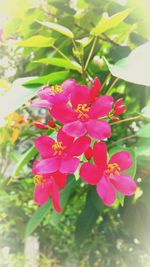 Close-up of pink flowers