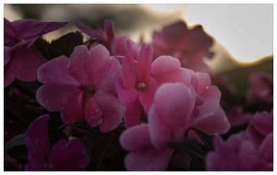 Close-up of pink flowers blooming outdoors