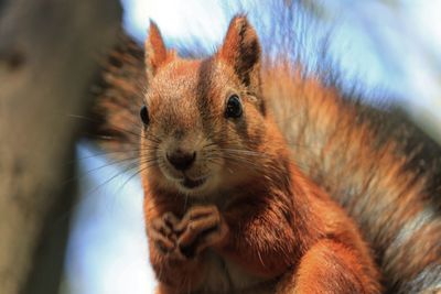 Close-up of squirrel