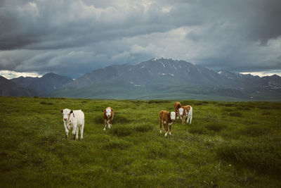 Cows standing on field against cloudy sky